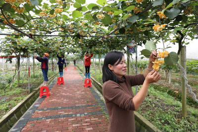 圖片新聞 | 生態(tài)果園“扶貧工廠”水果種植