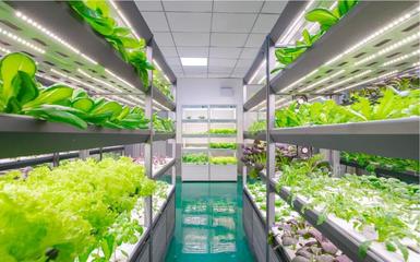 央媒探秘 LED植物照明如何培育航天員專用蔬果