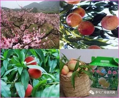 厲害了，奉化水蜜桃！全國人民都說愛你~