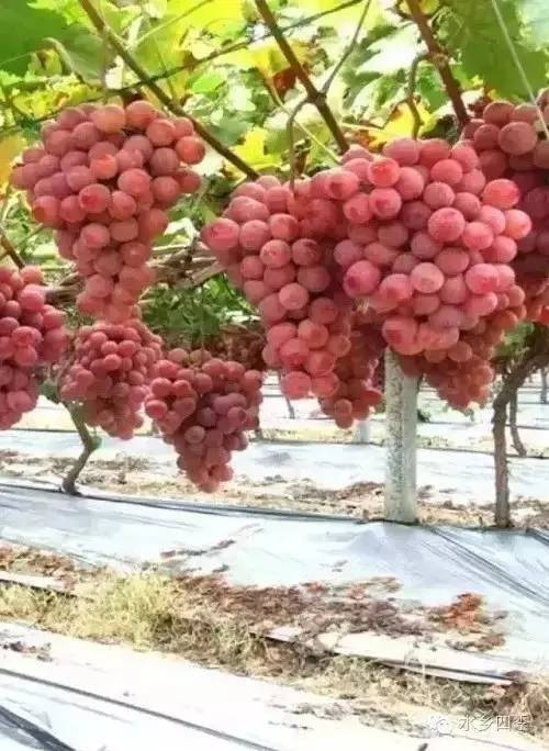 中山水果采摘旺季，這份美食地圖請(qǐng)收好